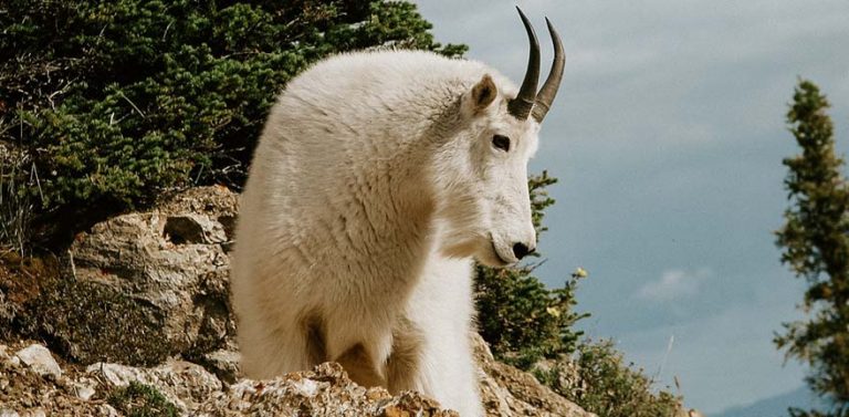 Hunting Mountain Goats – What You Should Know?